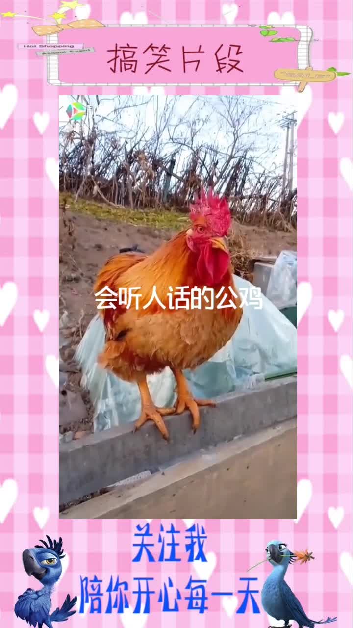 会听人话的大公鸡,搞笑段子