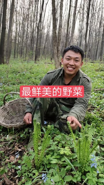 今天来森林里採野菜,咱们在森林里寻找到了山野菜,广东菜别名黄瓜香,它有股黄瓜的清香味。适合