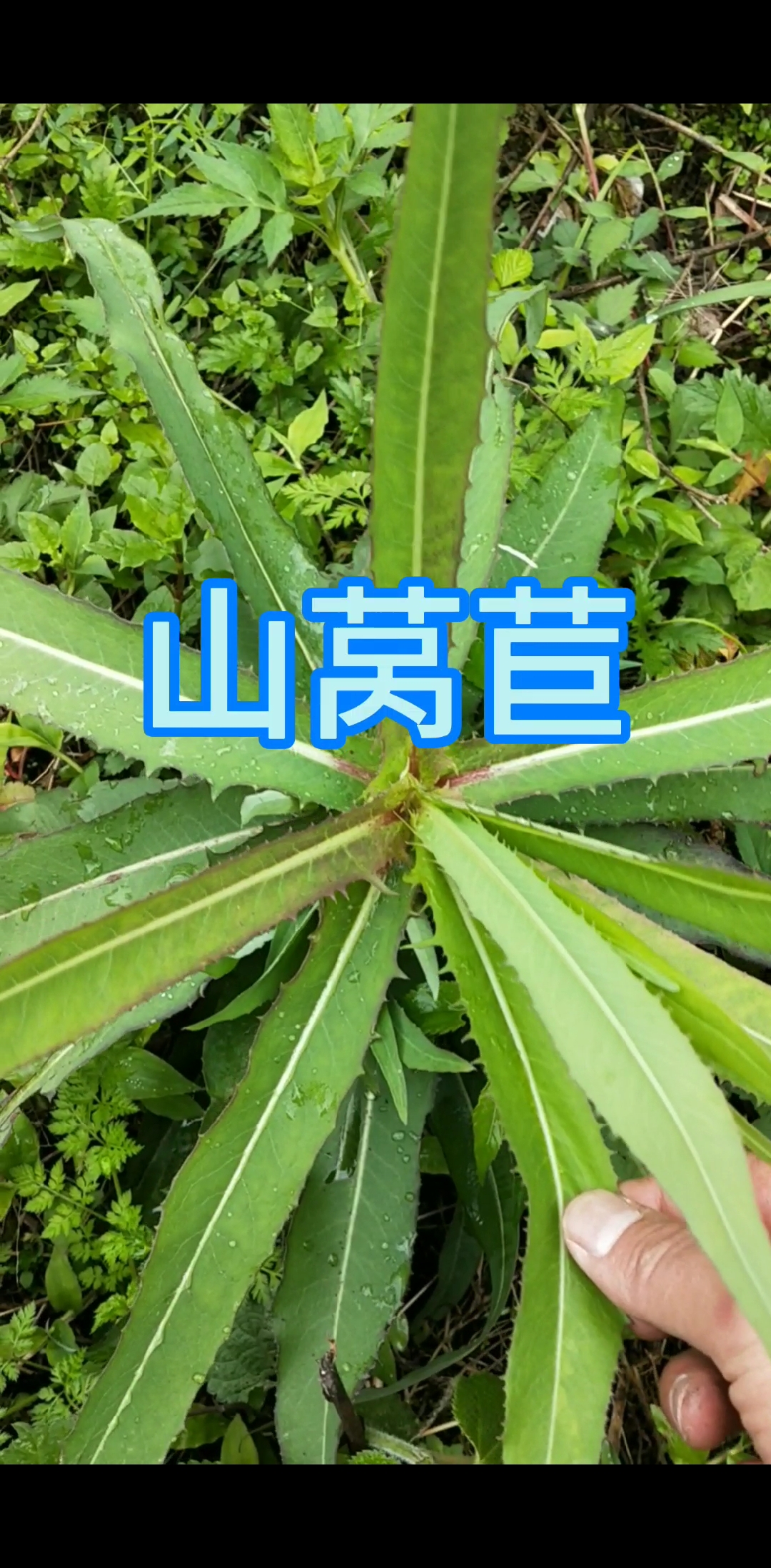 #晒晒我家的春天#农村这1种样子相似莴笋,叫山莴苣的野菜,你有见过吗?