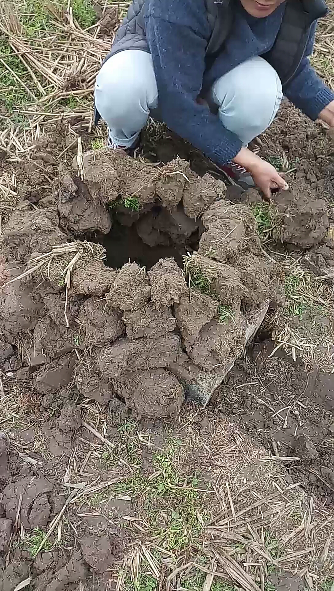 烩番薯