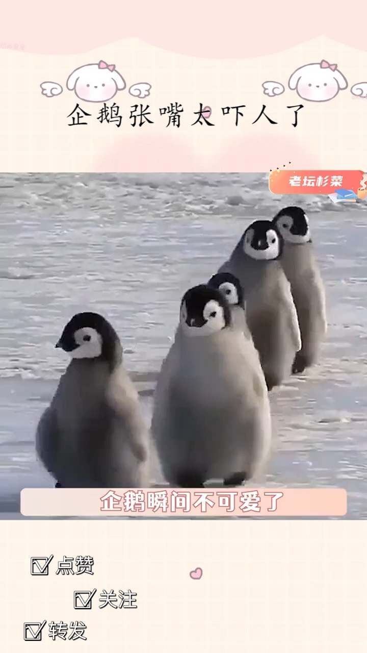 企鹅张嘴太吓人了，我好像不认识企鹅了#企鹅#动物#可怕#反差
