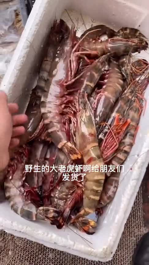 野生的大虾,身上才会长斑点,这一定不是养殖的!