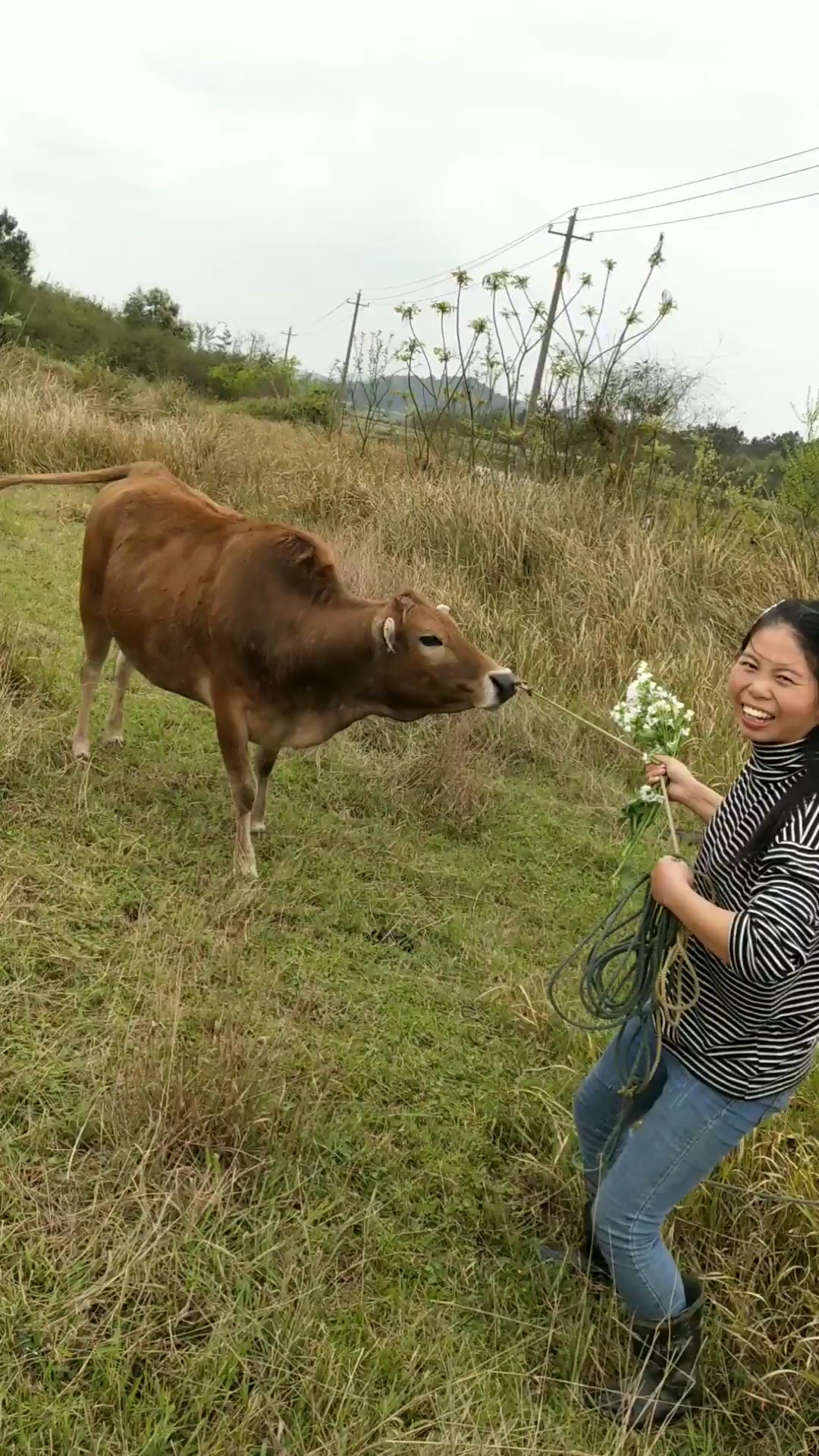 这黄牛胆子真小