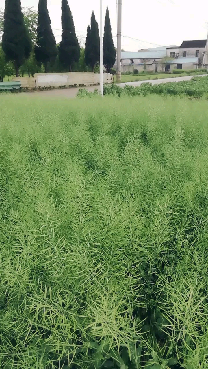 油菜籽快要丰收了