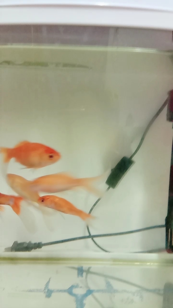 小鱼儿在游泳呵呵