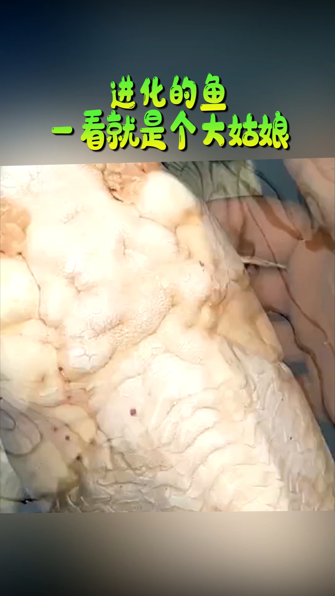 #奇闻趣事抢先看#进化的鱼,头上还有花,一看就是个大姑娘