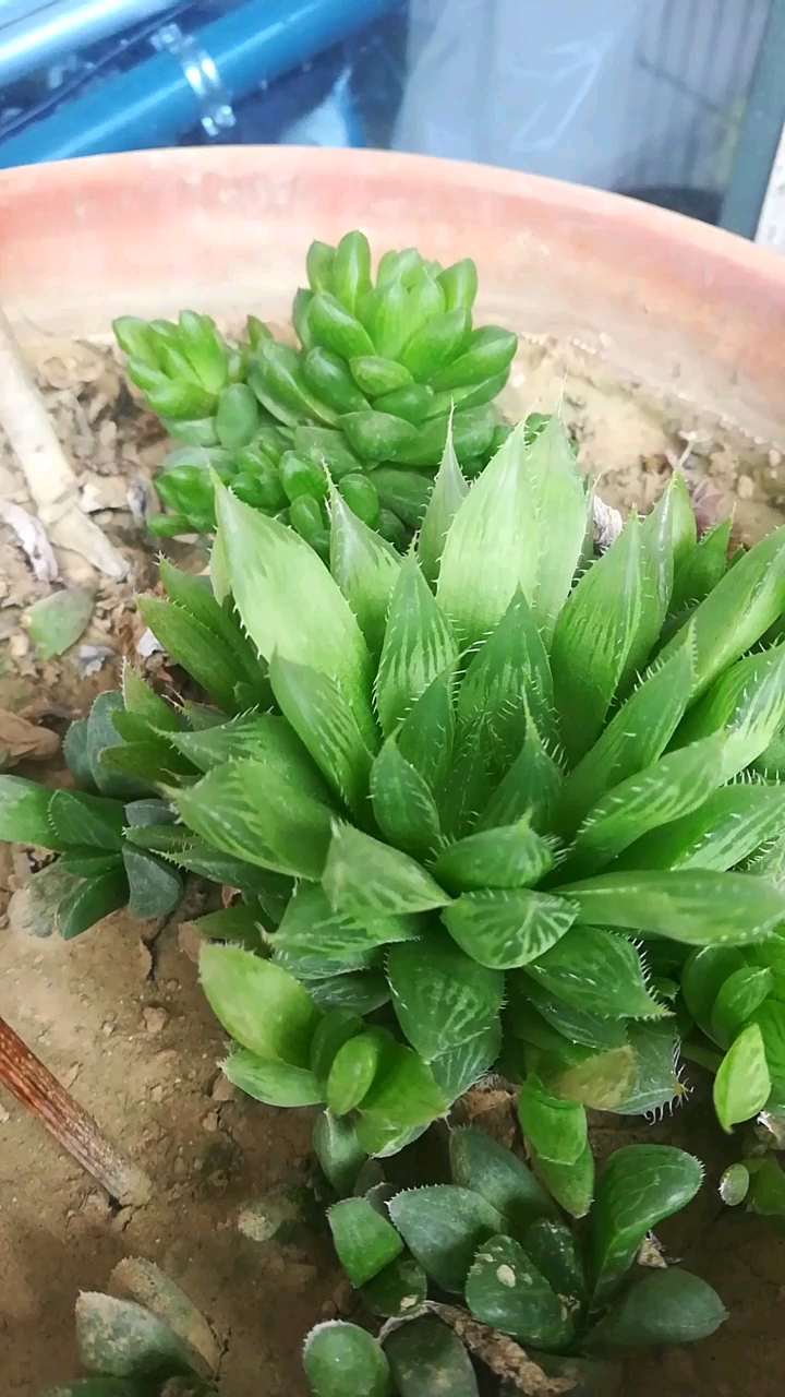 三角琉璃莲玉露这是要长多少头啊?