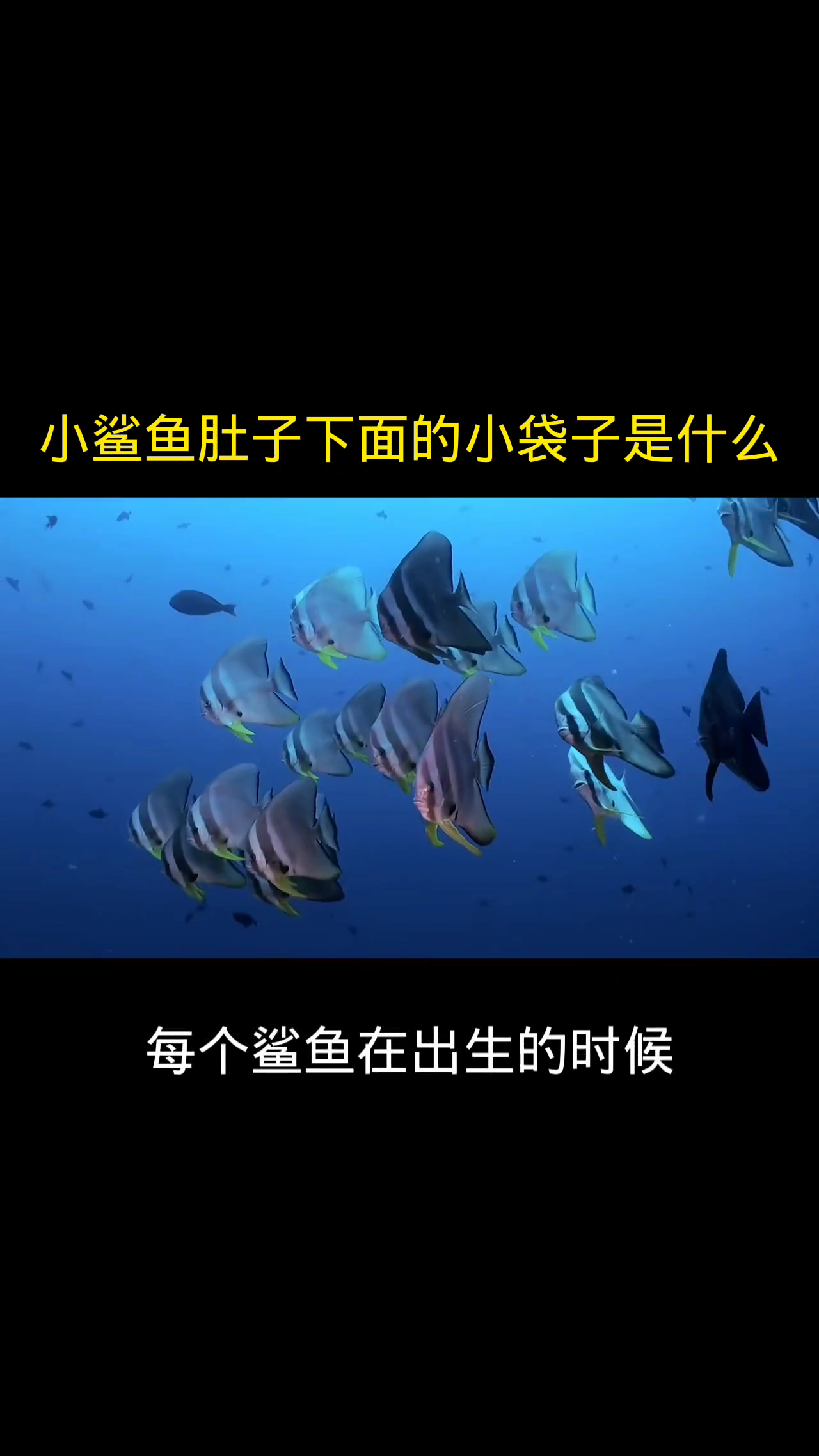 小鲨鱼肚子下面的小袋子是什么