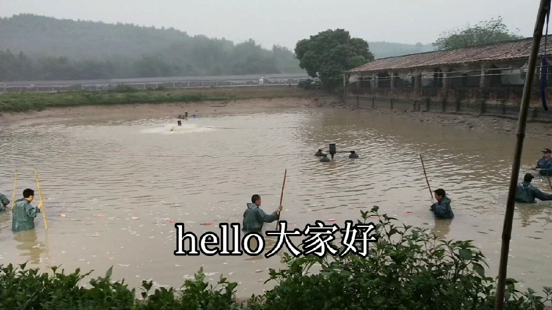 #乡村生活#2020年桂花鱼养殖技术管理分享