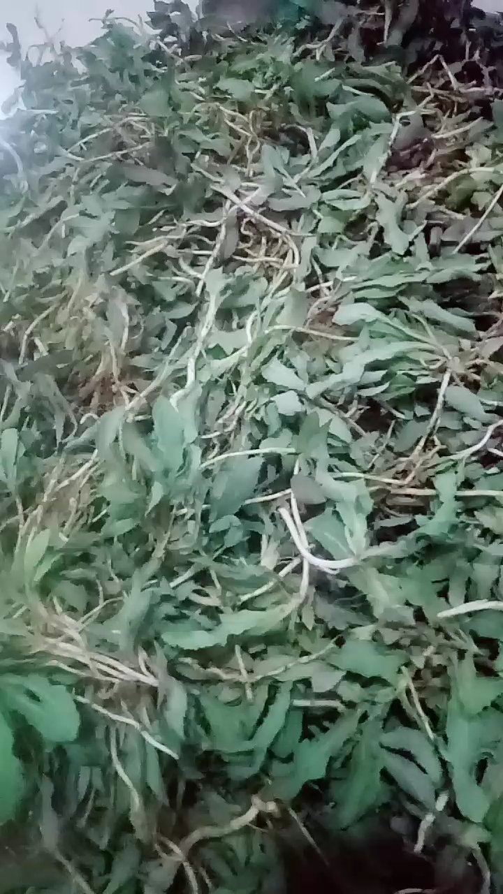 野菜也叫甜苣菜,苦苣菜,营养价值高药用价值高可以在网上搜索价值