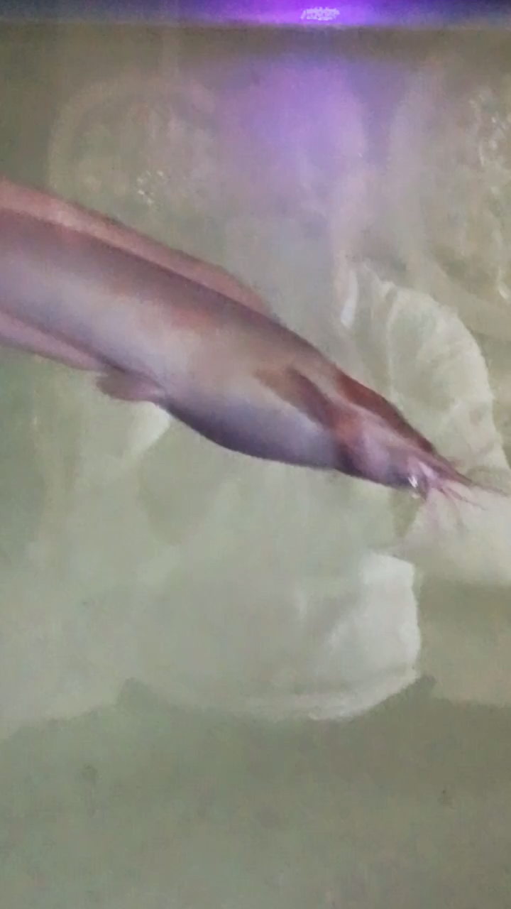 我的两条小丑武士