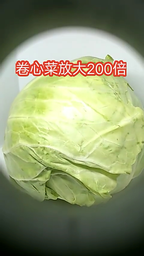 你爱吃卷心菜吗?