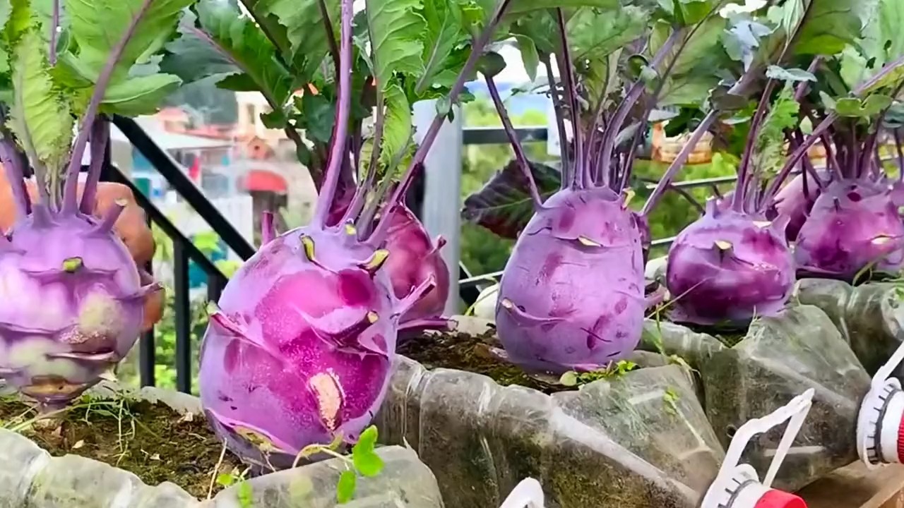 空油桶不要扔了,简单剪几刀,用它种丕蓝菜太棒了,邻居纷纷来学