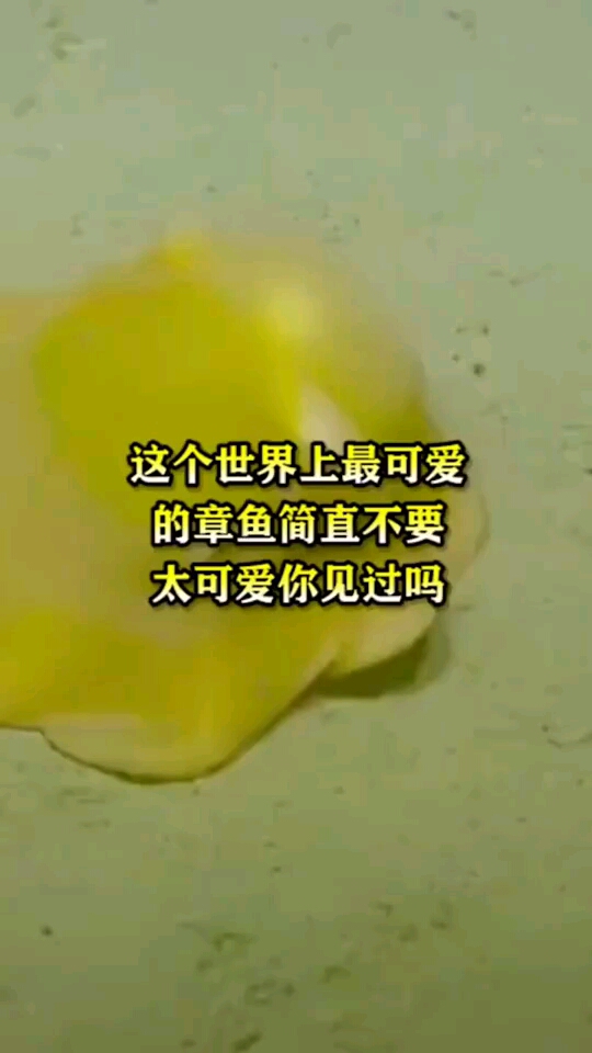 这个世界上最可爱的章鱼,简直不要太可爱你见过吗