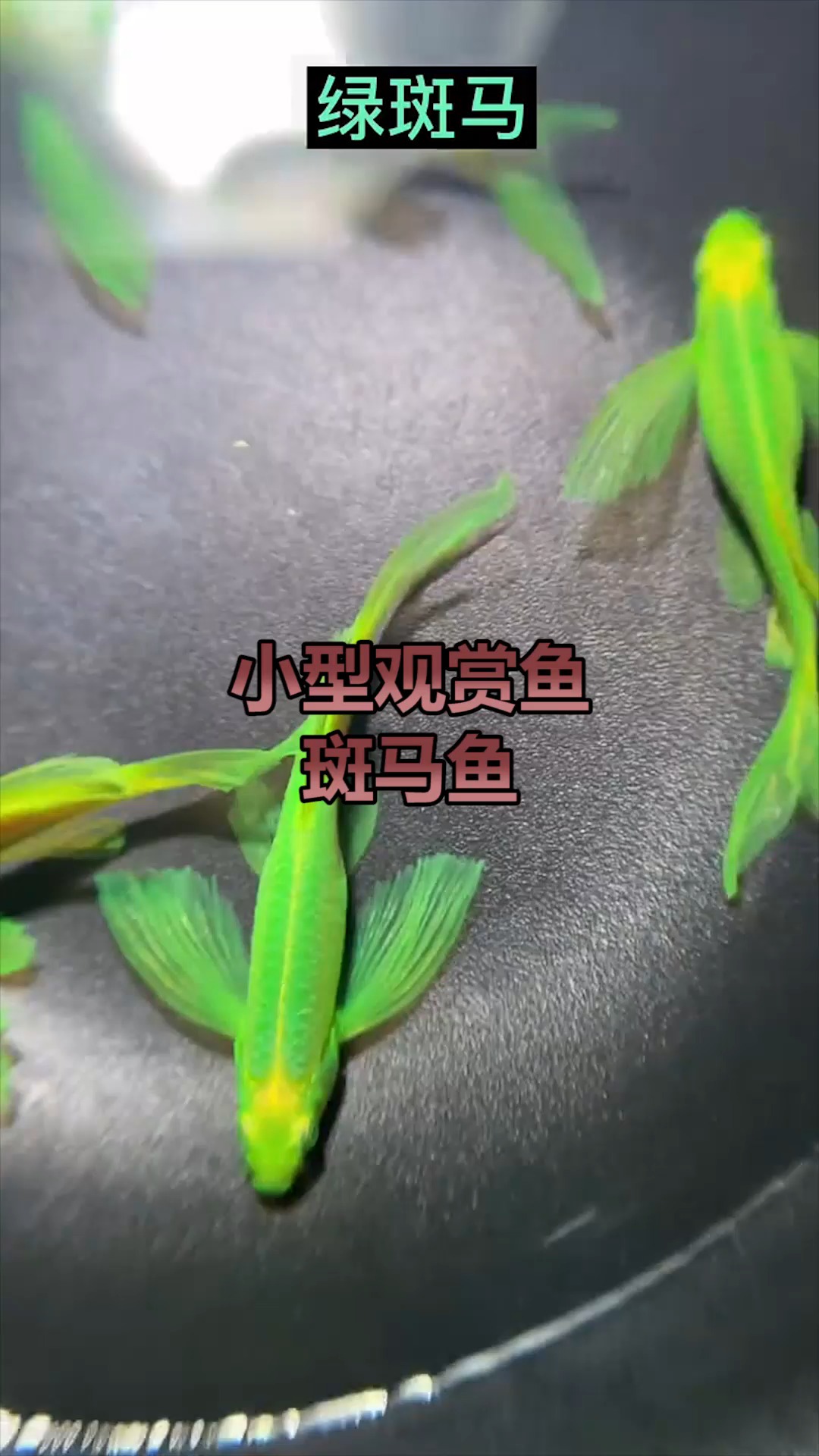 斑马鱼,欣赏一下各种斑马鱼,希望大家好运连连