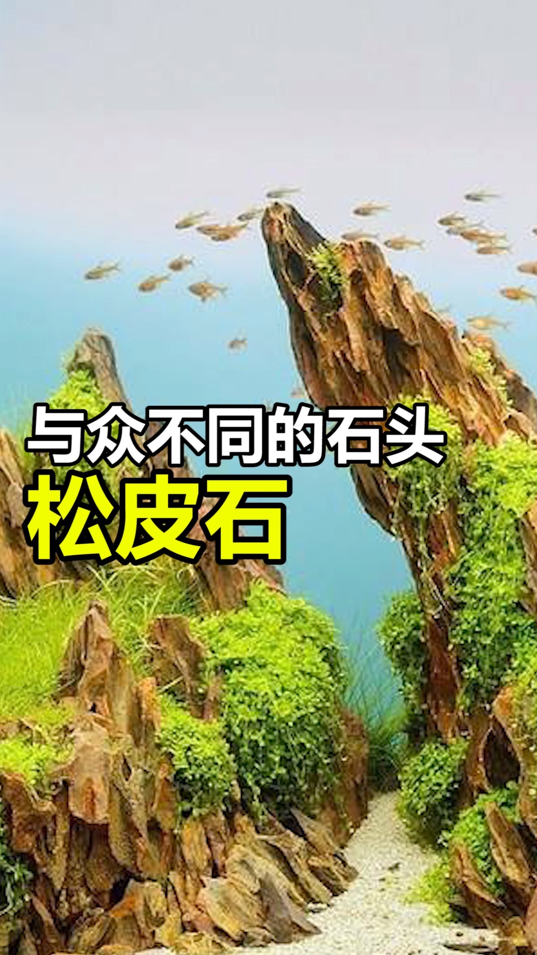 #养鱼#与众不同的鱼缸造景石你试过了吗?