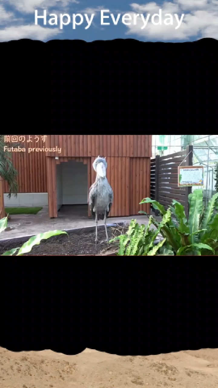 智商几乎为0的鸟,可达鸭的原型,鸟中的哈士奇