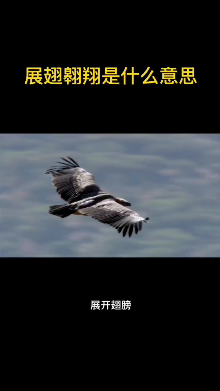 展翅翱翔是什么意思