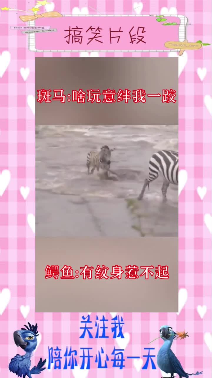 鳄鱼和斑马相视一笑,感觉对方不一般,搞笑视频