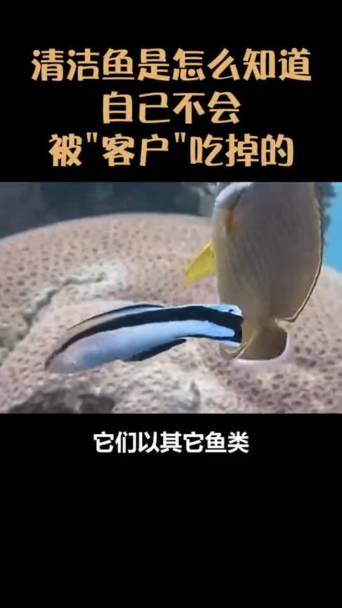 清洁鱼怎么知道自己不会被客户吃掉原来是因为它们有招牌动作来与客户交流