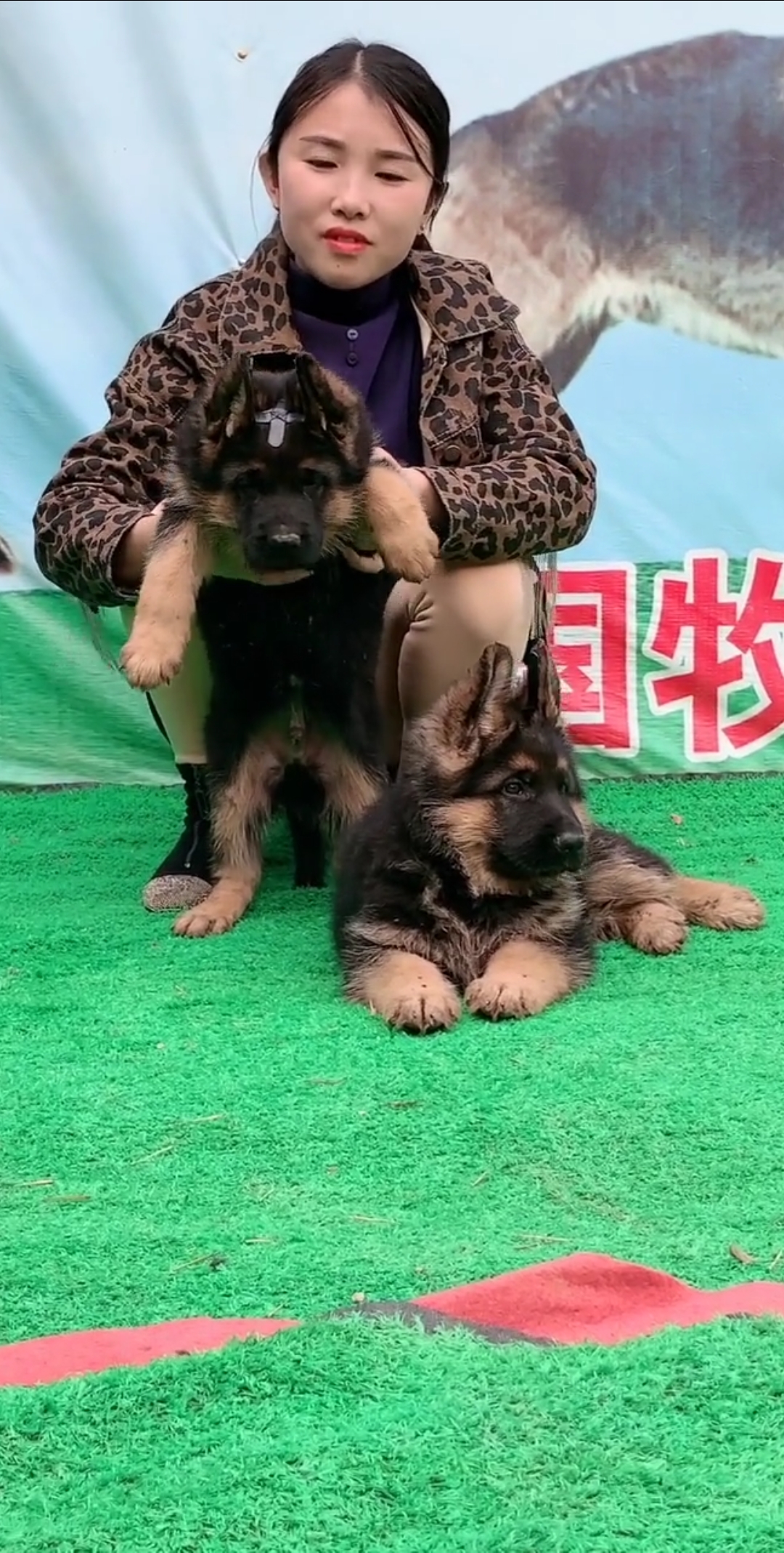 #德国牧羊犬#德国牧羊犬,别名德国黑背(贝),具备极强的工作能力,被用为军犬、警犬、搜救犬