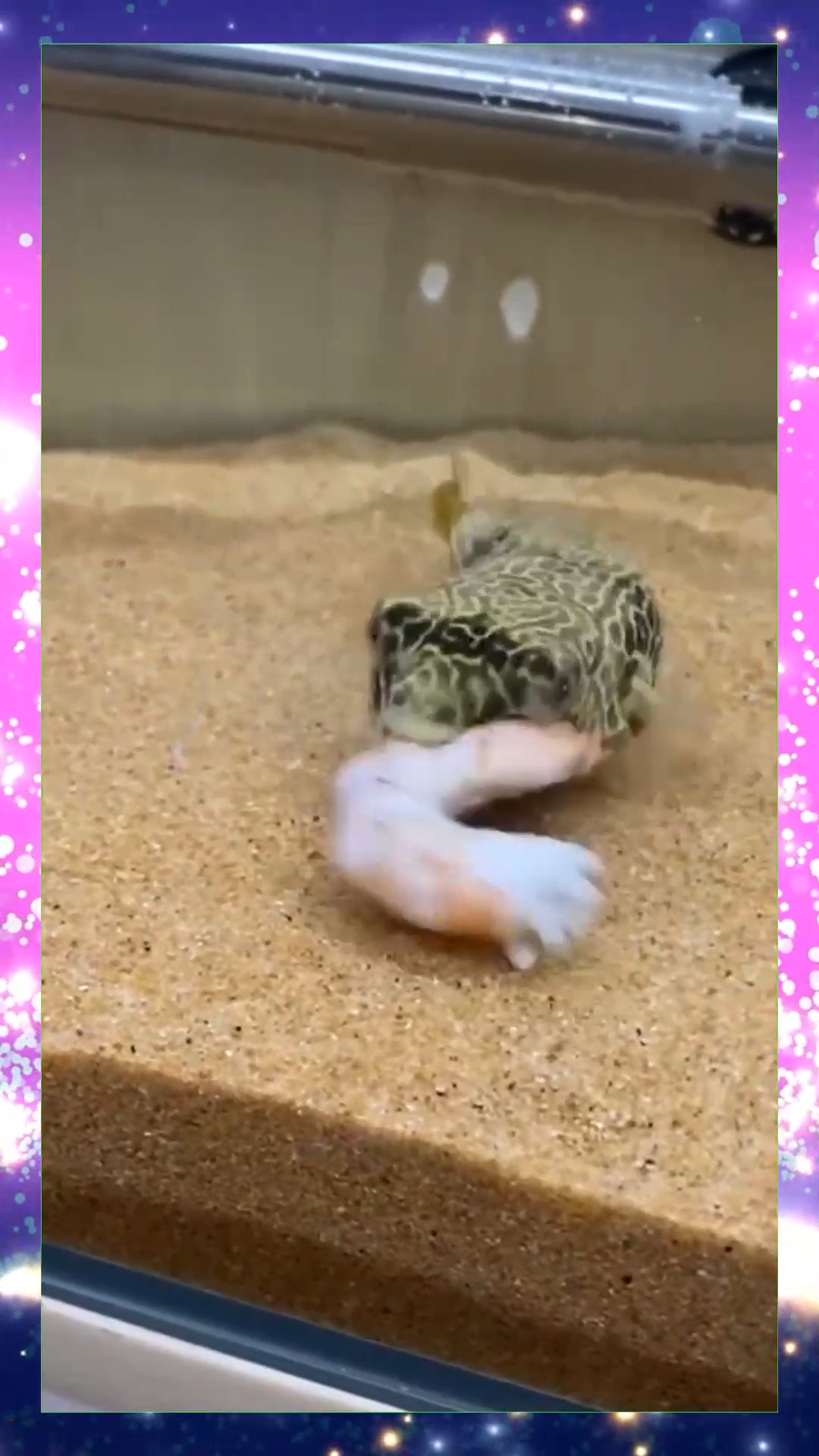 #娱乐#鱼缸里的生气鱼，被小伙挑逗后，像极了现实的丈母娘！