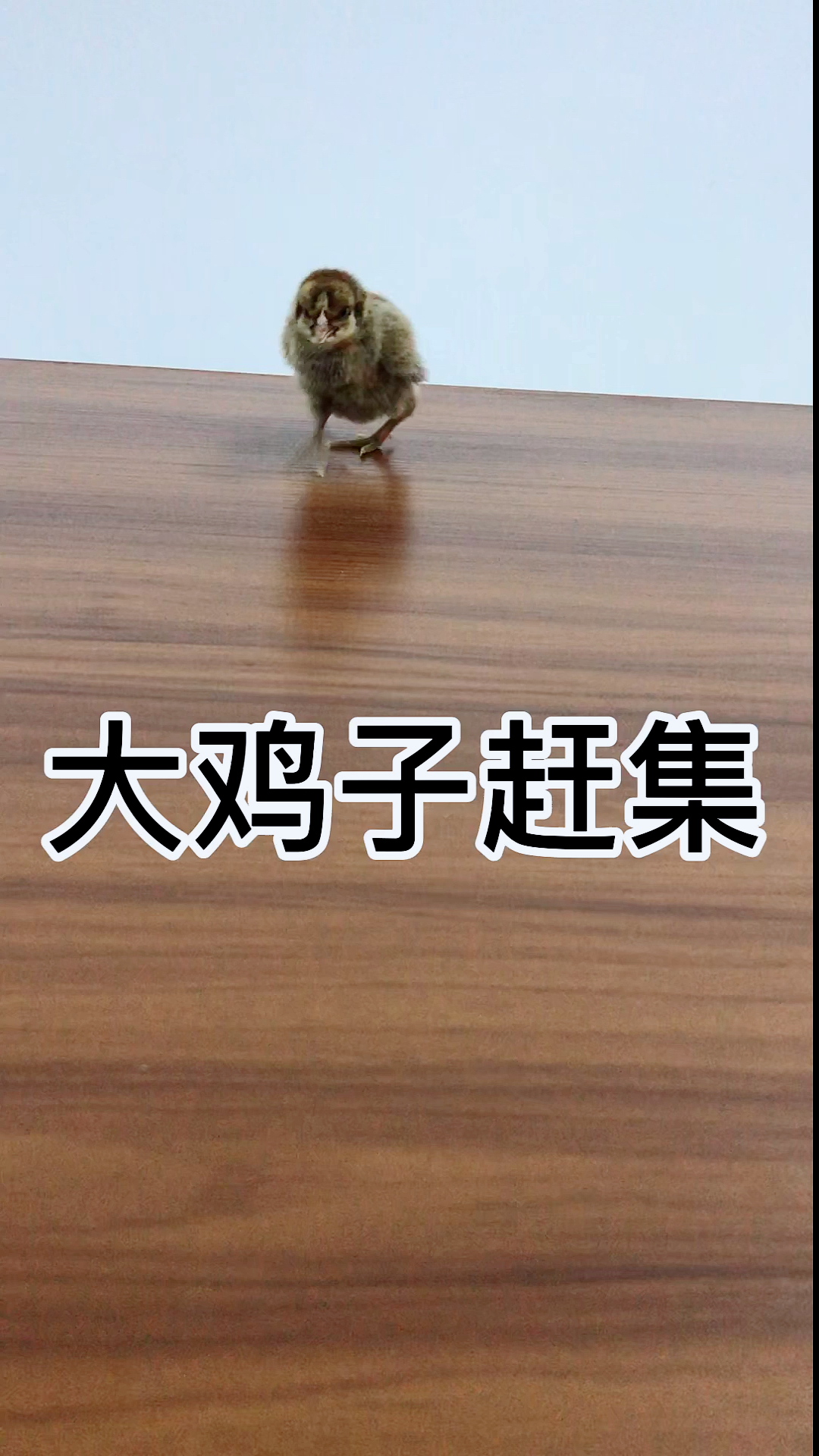 #养鸡人#2020越来越好