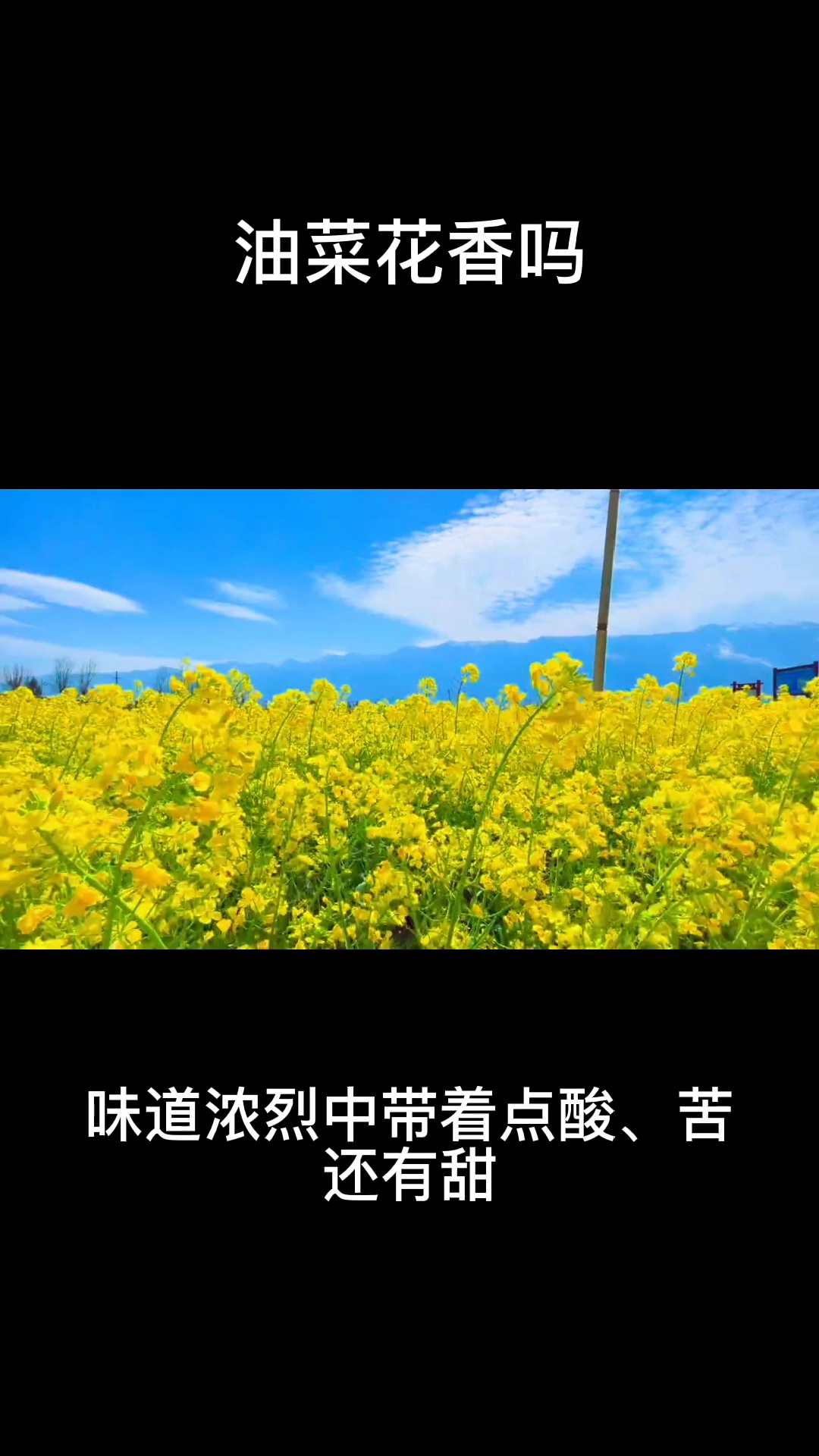 油菜花香吗?  