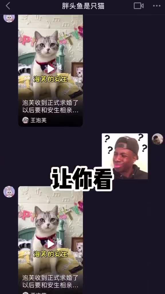 自从安生求婚泡芙后,被全网催婚的直男球球但愿它明天能求婚成功吧#vlog萌宠日常