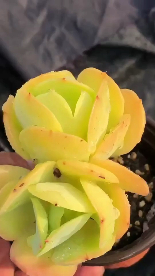 多肉中的保时捷