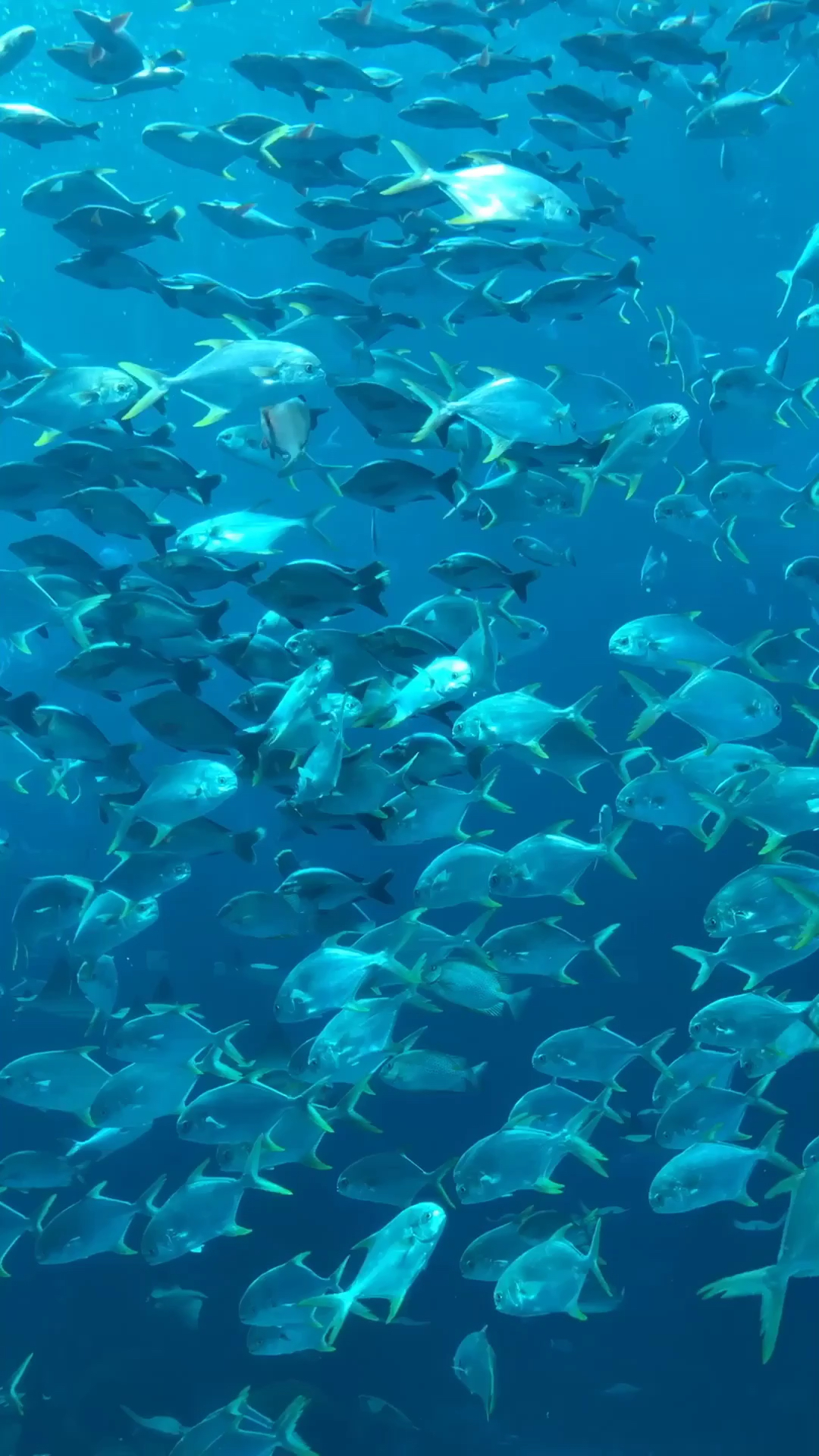 #2019,立个新年flag#几万条扁鱼在你面前游过是什么感觉?壮观吧 