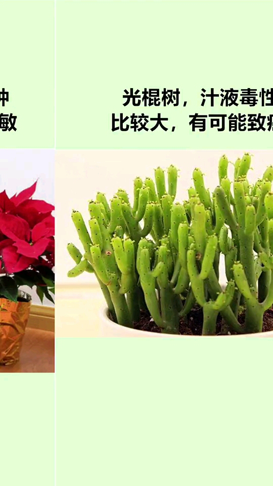 #懂得生活知识,健康快乐自己#家里别养带毒花,赶紧看看吧