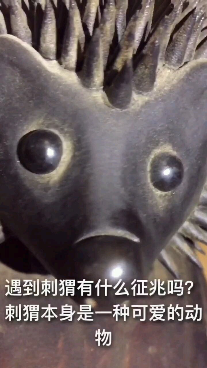 平时遇到刺猬不要害怕它代表的寓意非常好
