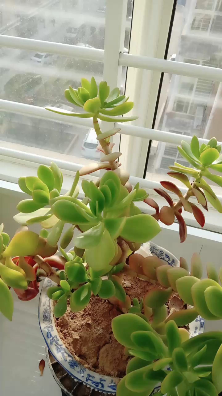 多肉花盆