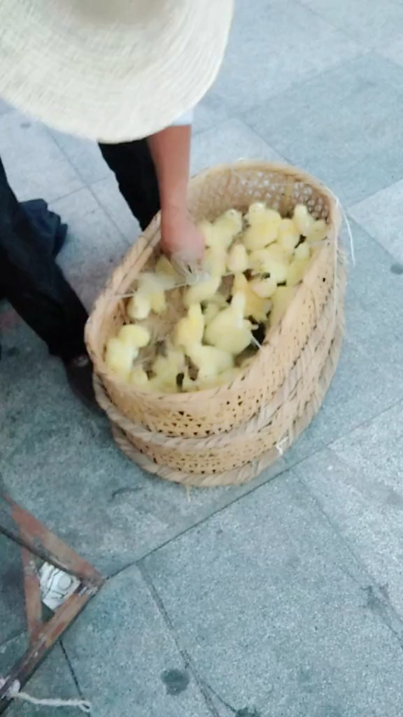 好多可爱的小鸡