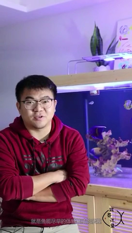 腿哥说鱼|小型鱼月光鱼的饲养很简单,颗粒饲料,丰年虾,荤素皆可,而且很容易繁殖