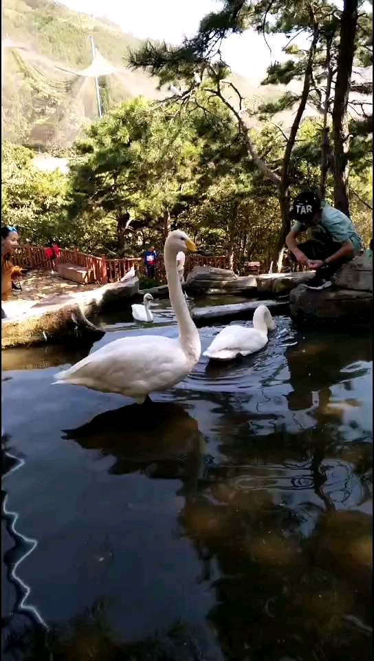 这是天鹅吗?和大鹅有啥区别啊