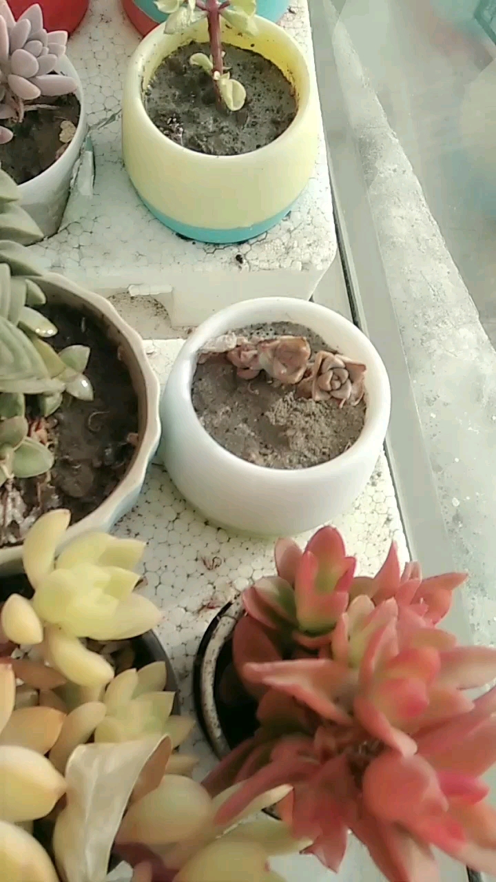 多肉开花了