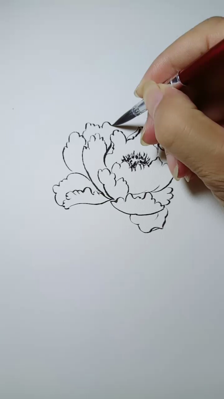 #一看就会的白描画#牡丹花白描教程