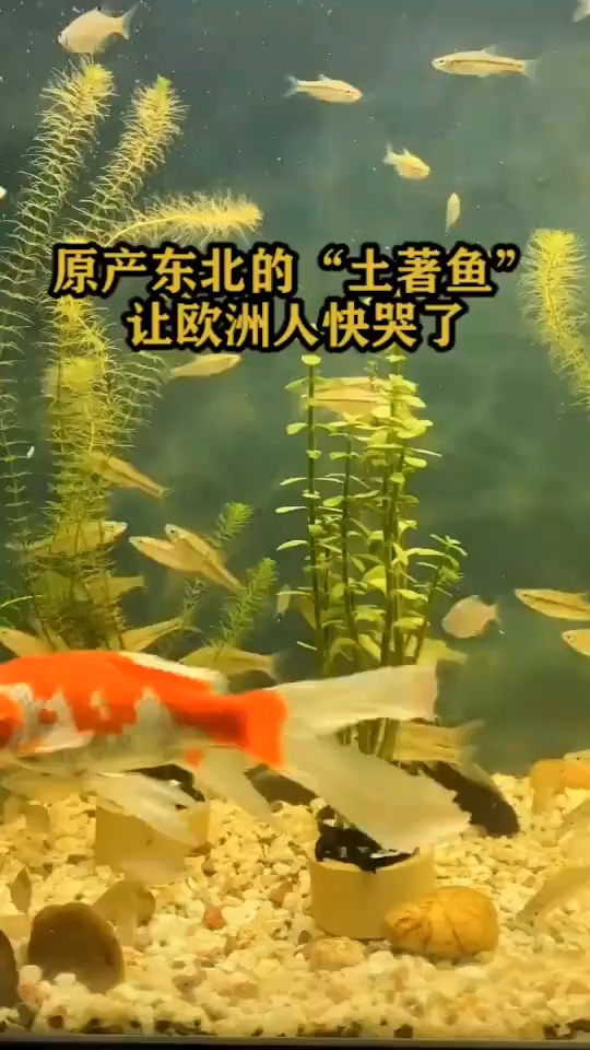 原产东北的土著鱼,让欧洲人快哭了