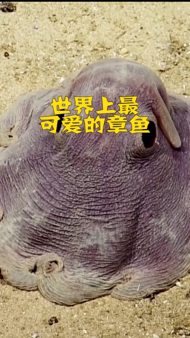 世界上最,可爱的章鱼,海里的小飞象