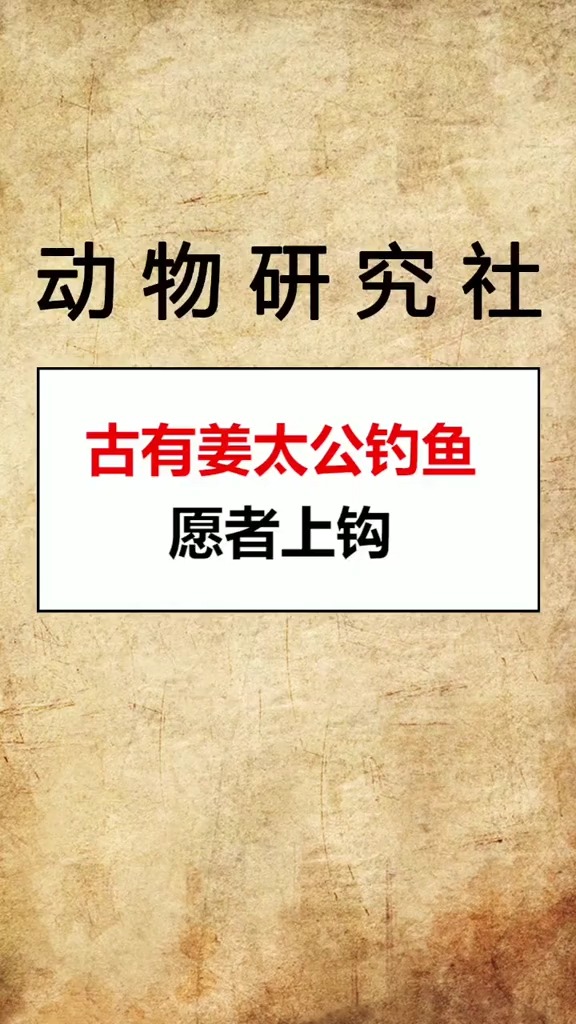 这只猫竟然可以不吃鱼,是不是姜太公上瘾了