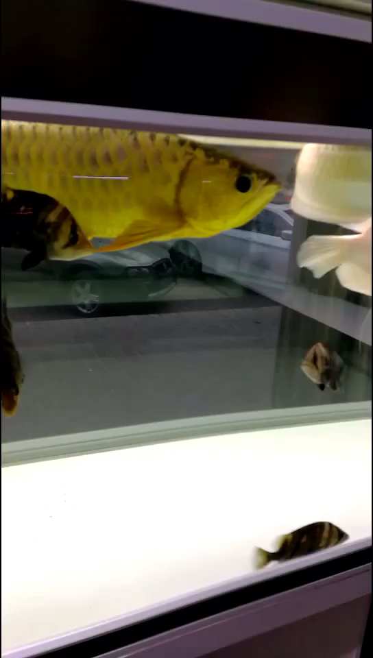 鱼
