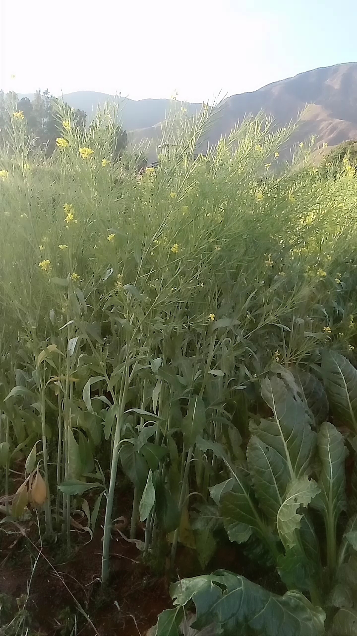 田间风景!油菜花!!