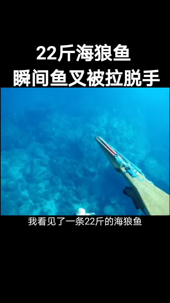 22斤拉力超级猛的海狼鱼