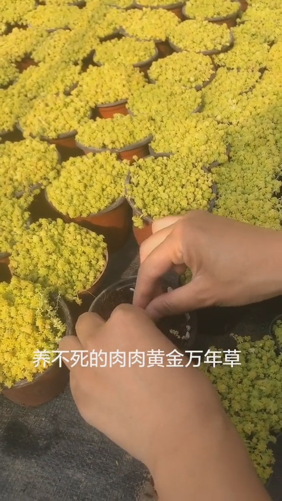 评论区抽8楼18楼88楼送一盆多肉,私信收货地址