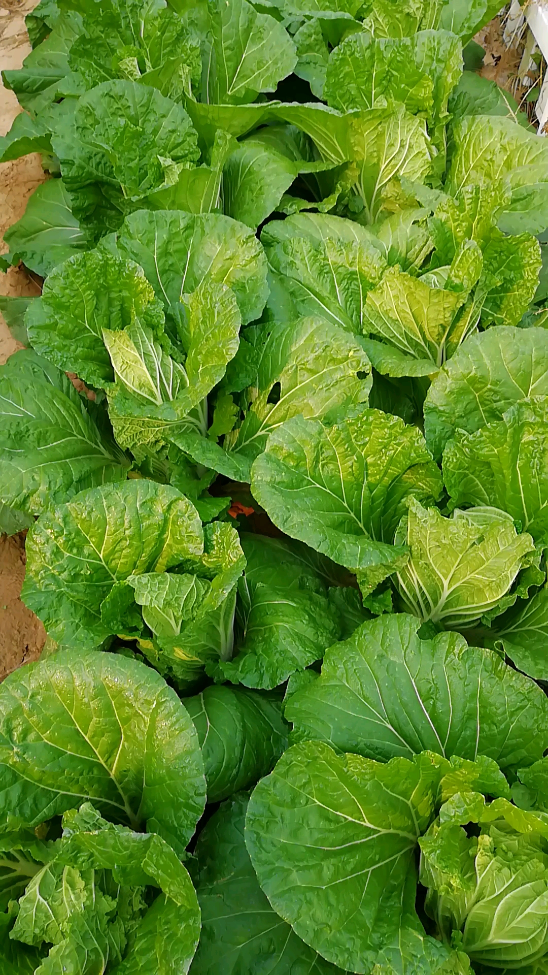 #咱家的丰收季#绿油油的大白菜,丰收在望。