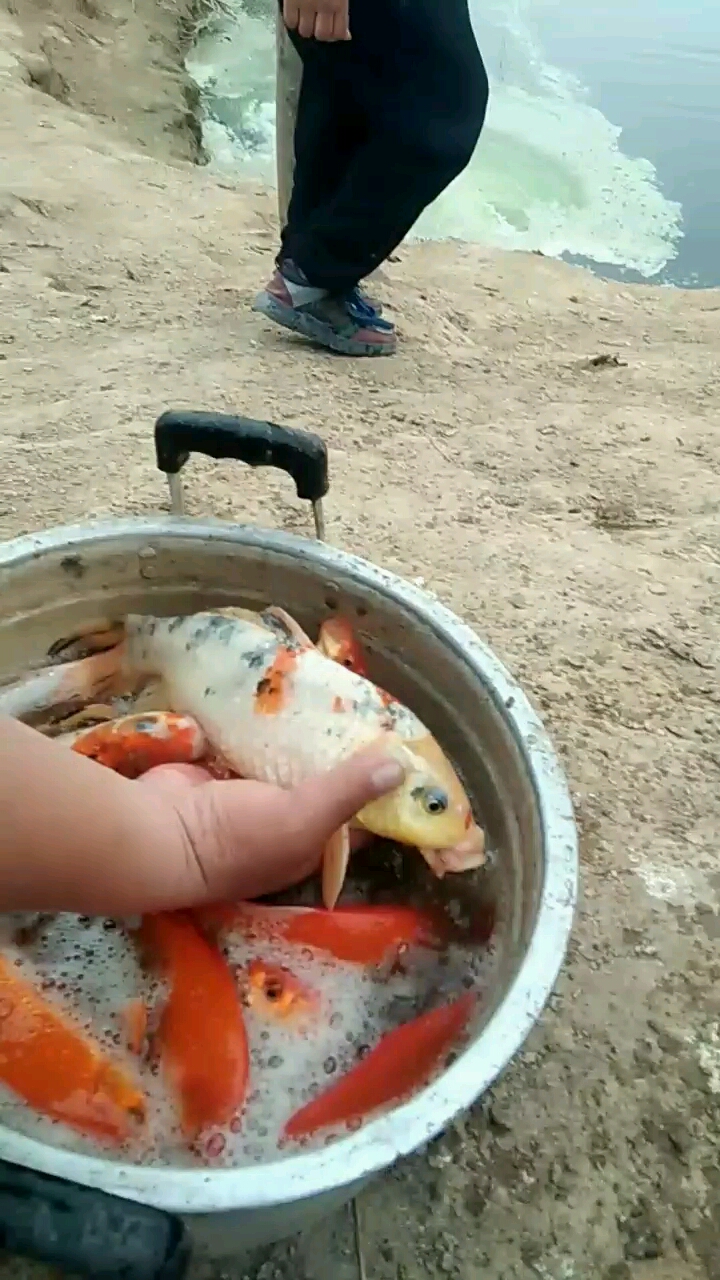 红鲤鱼,锦鲤鱼,见者2019发财