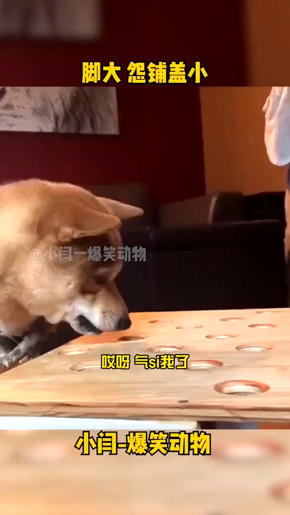 #搞笑视频#狗子:我生气,你就得跟着倒霉#搞笑配音