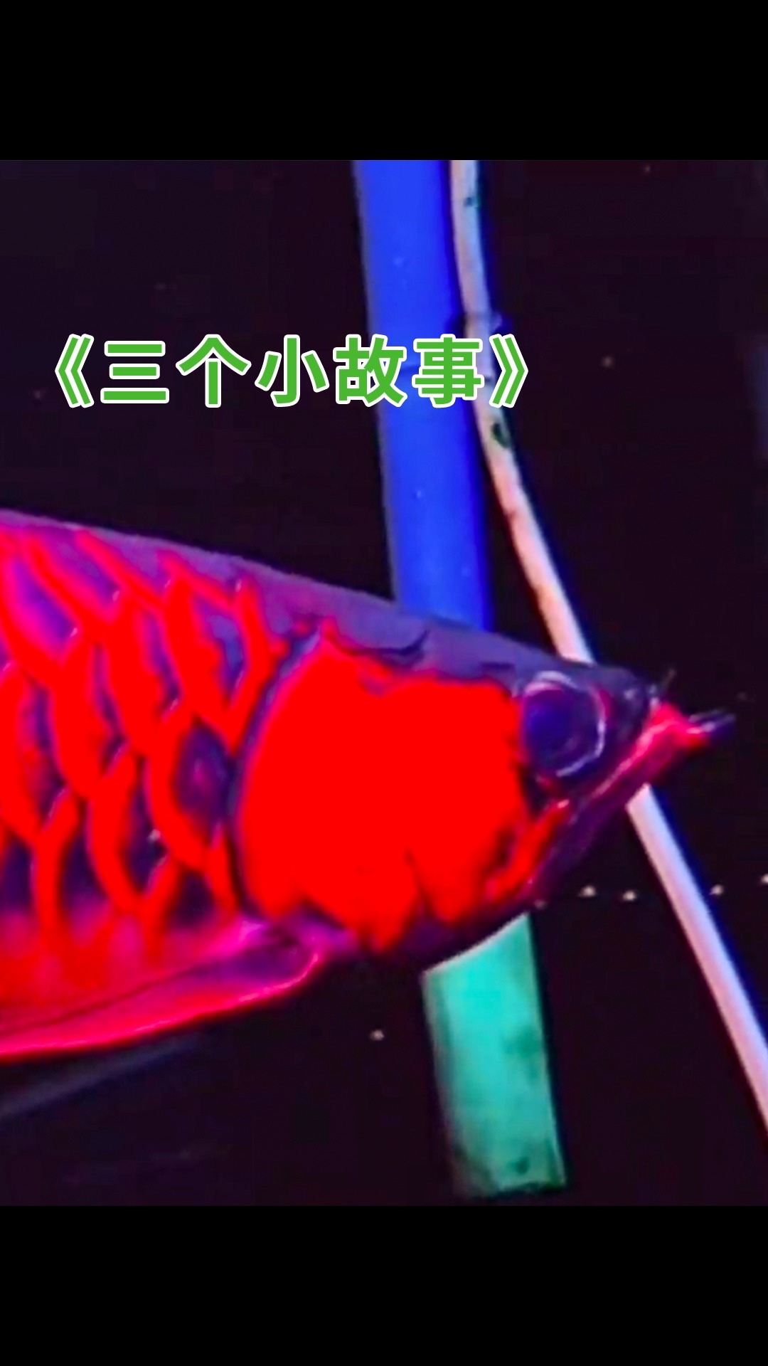 #龙鱼#鱼类也有感人的一幕,龙鱼爸爸的父爱